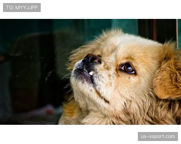 张琳芃家的狗都吃进口粮，我还在纠结外卖满减